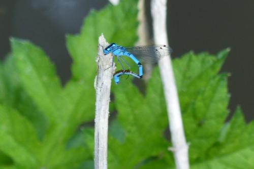 Enallagma cyathigerum